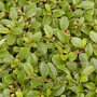 Cotoneaster dammeri / dwergmispel